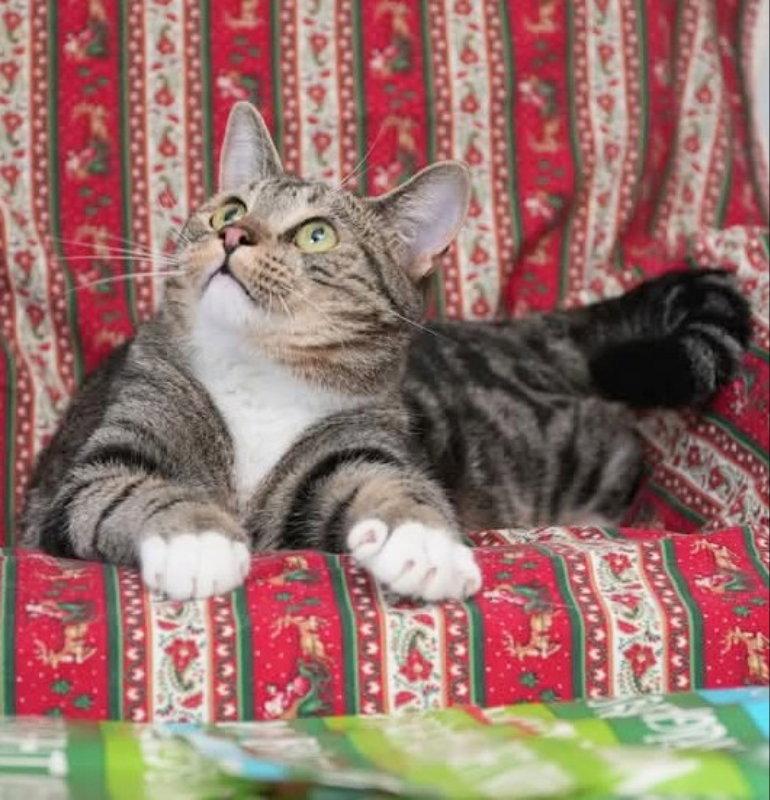 Enlarge Bam Bam, a Adoptable mixed breed in Ocala, FL image 1/3