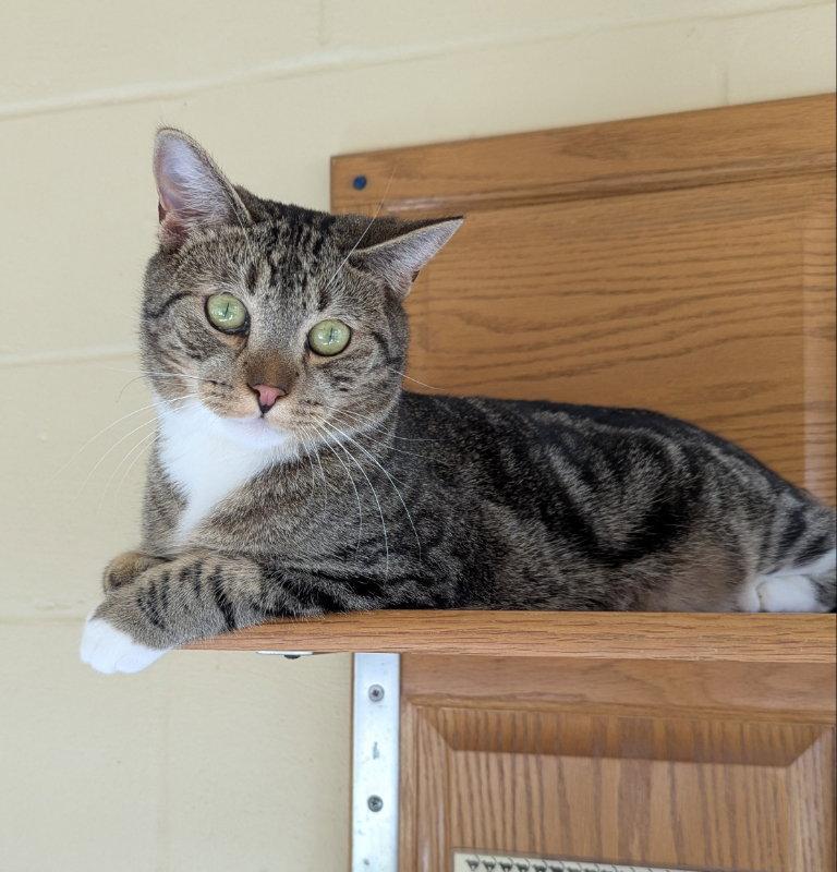 Enlarge Bam Bam, a Adoptable mixed breed in Ocala, FL image 2/3