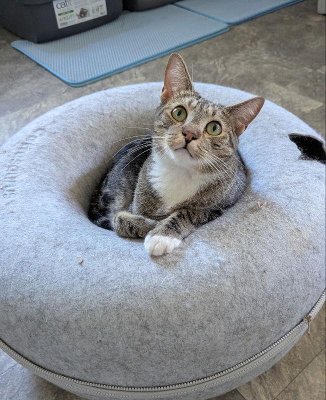 Enlarge Bam Bam, a Adoptable mixed breed in Ocala, FL image 2/3