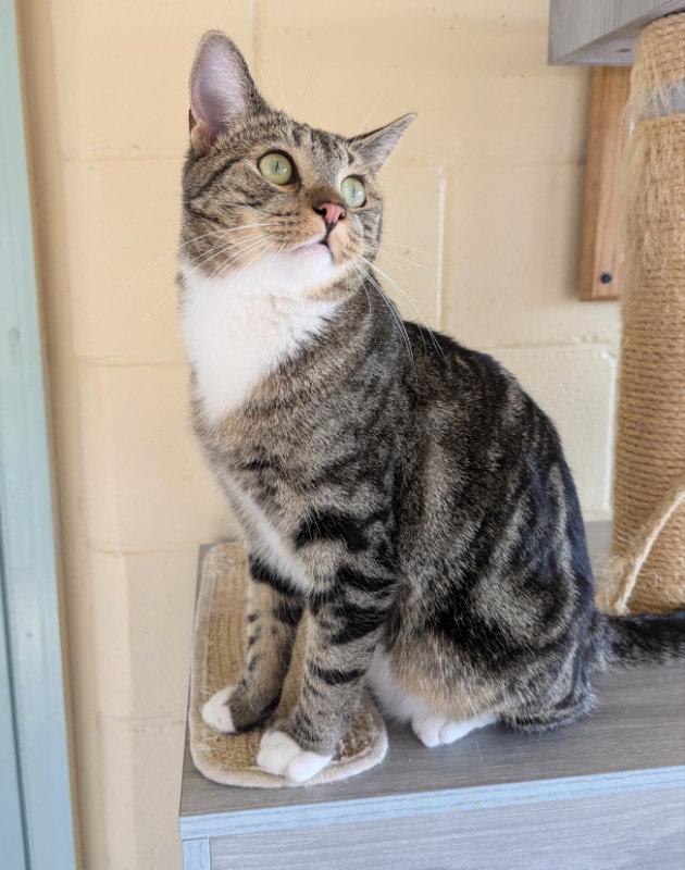 Enlarge Bam Bam, a Adoptable mixed breed in Ocala, FL image 3/3