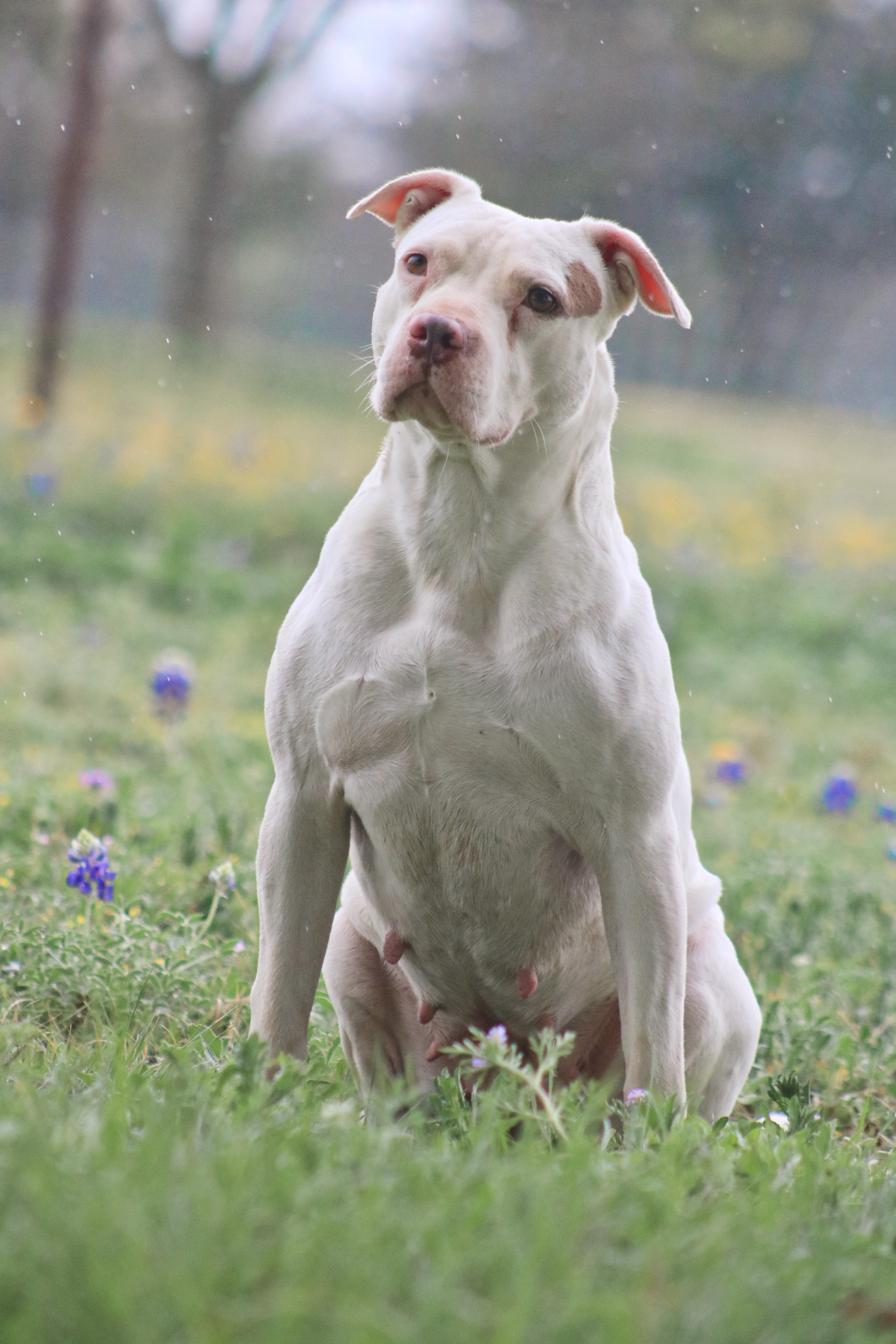 Enlarge Ellie, a Adoptable mixed breed in Gatesville, TX image 4/5