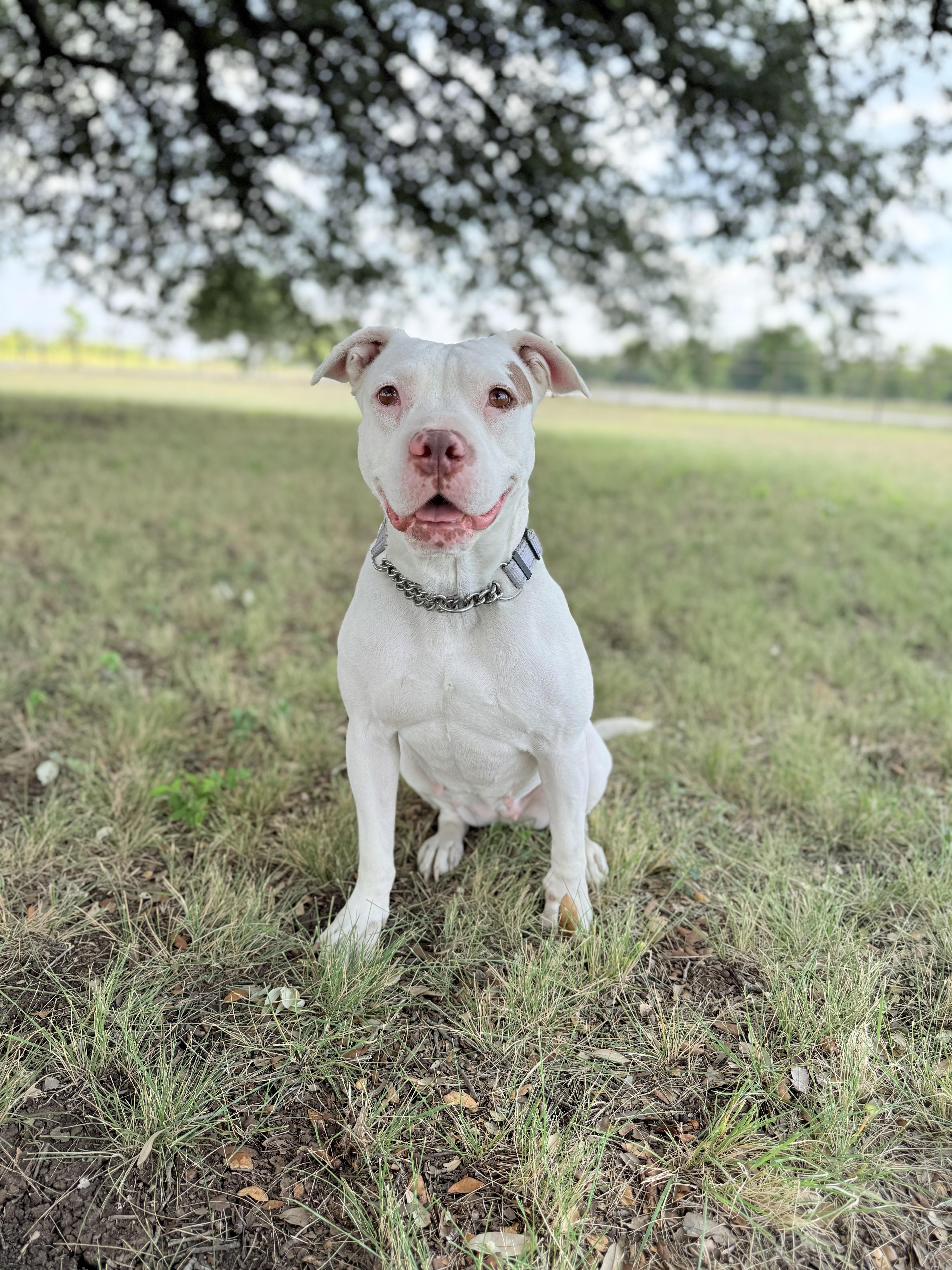 Enlarge Ellie, a Adoptable mixed breed in Gatesville, TX image 5/5