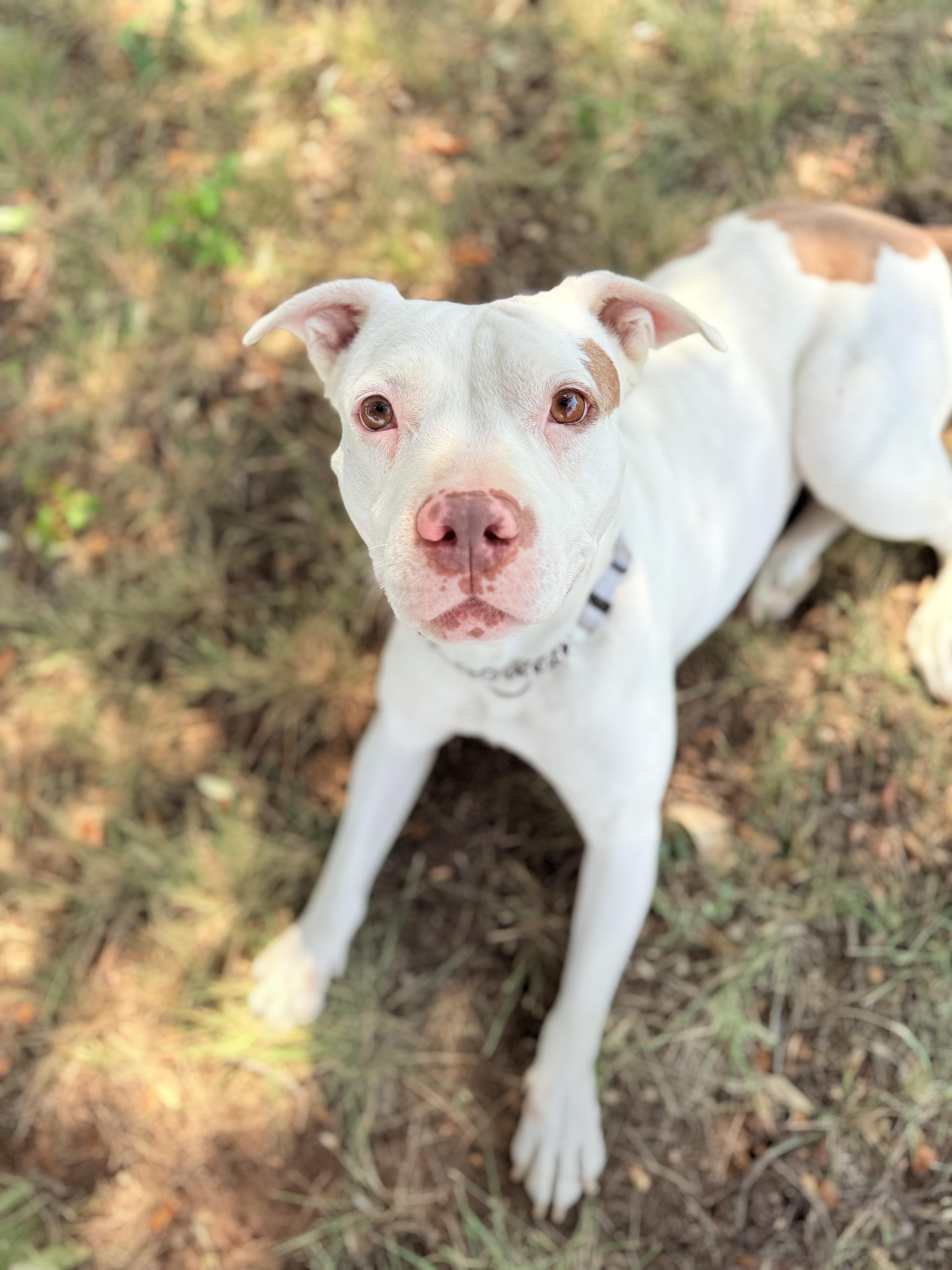 Enlarge Ellie, a Adoptable mixed breed in Gatesville, TX image 1/5