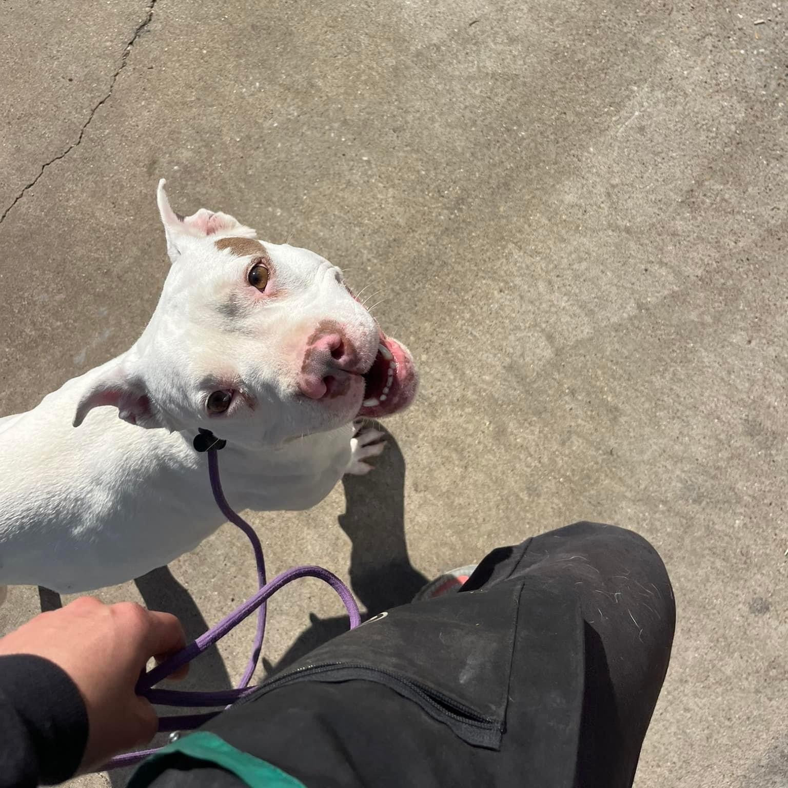 Enlarge Ellie, a Adoptable mixed breed in Gatesville, TX image 2/5