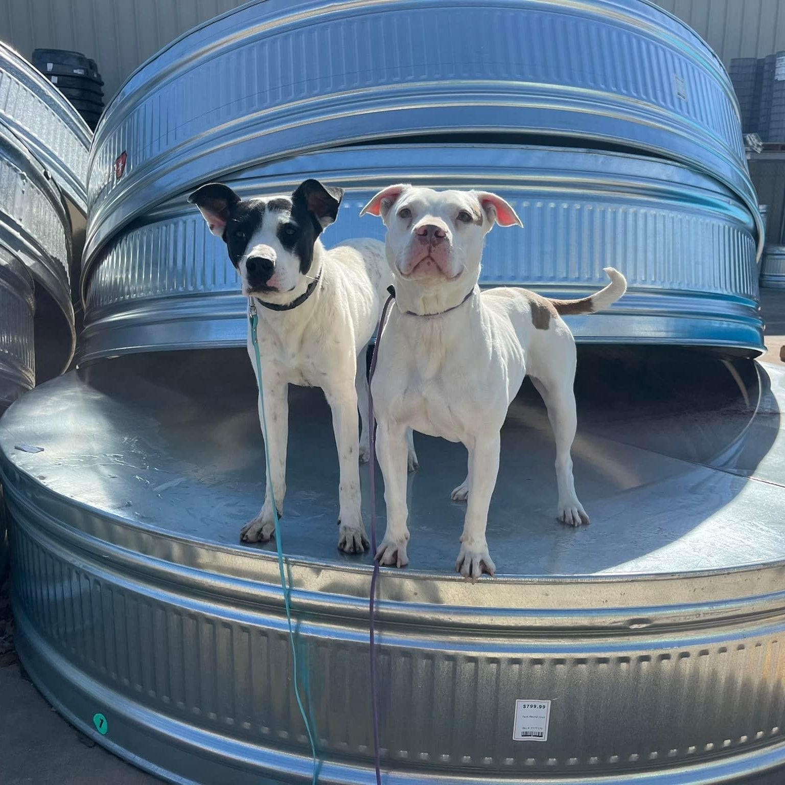 Enlarge Ellie, a Adoptable mixed breed in Gatesville, TX image 3/5