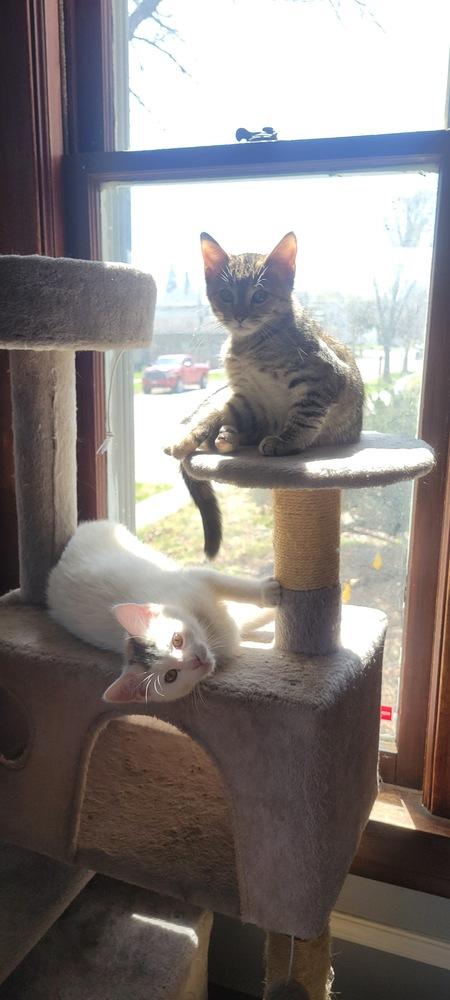 Ariel, Adoptable, Kitten Female Domestic Short Hair.