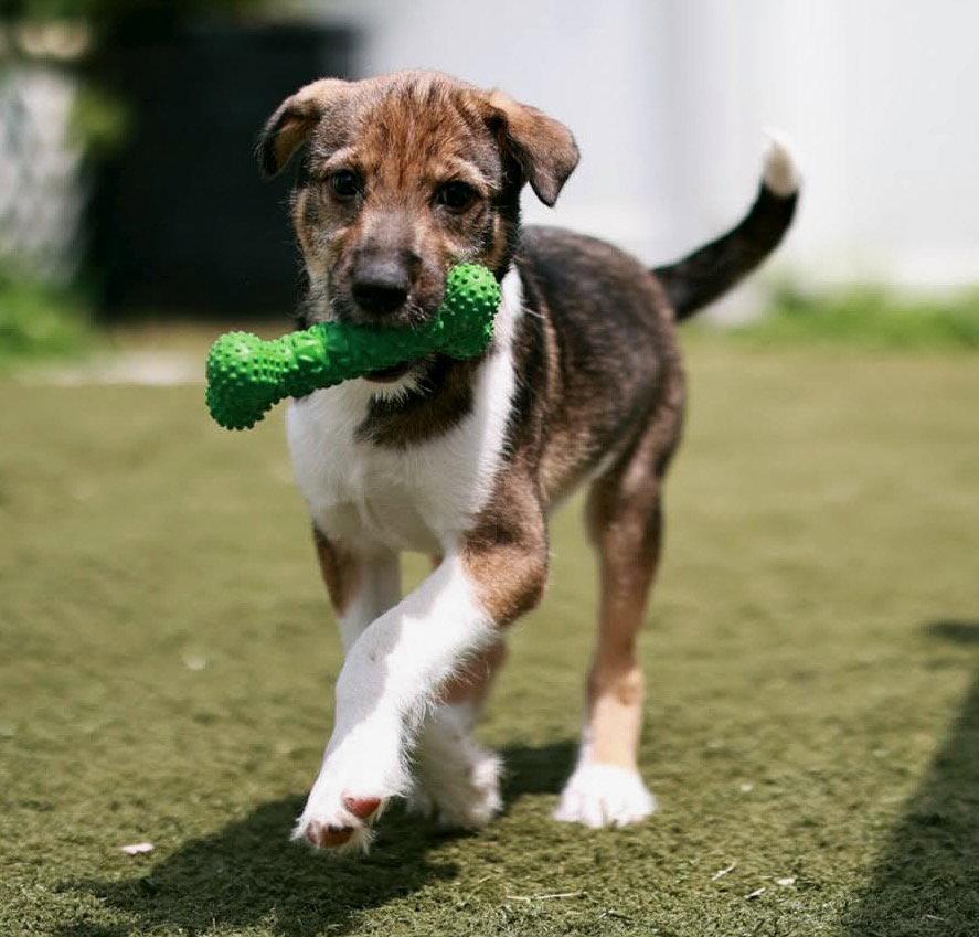 Nemo, Adoptable, Puppy Male Hound & Terrier.
