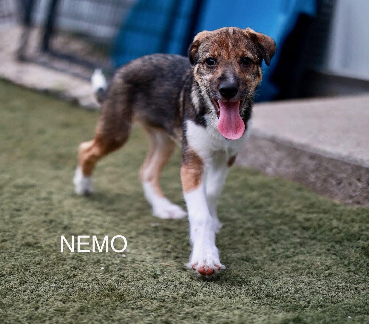 Enlarge Nemo, a Adoptable mixed breed in GILBERTS, IL image 2/2