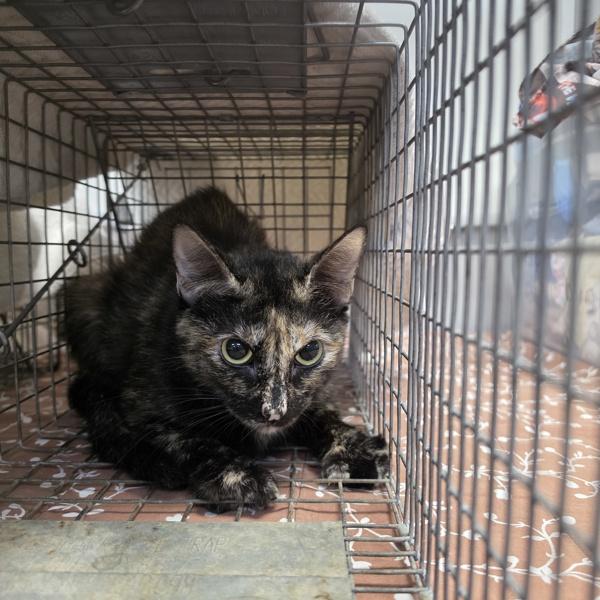 London, a Adoptable mixed breed in Des Moines, IA image 2/2