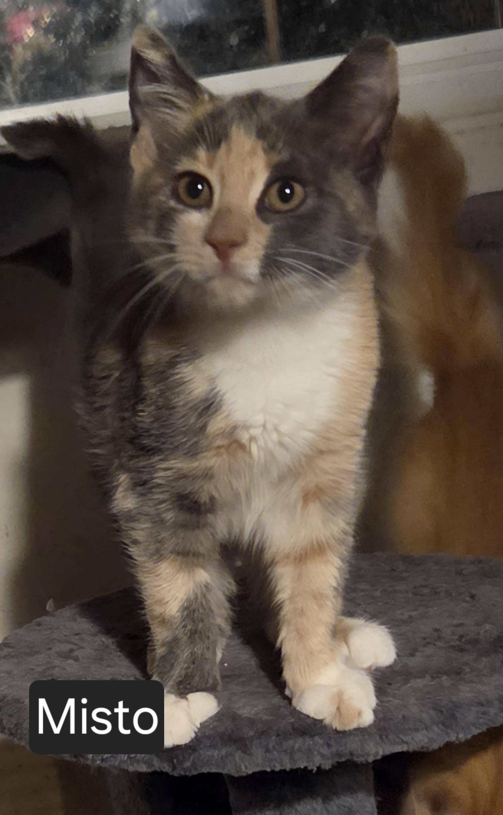 Enlarge Misto, a Adoptable Domestic Short Hair in Green Brook, NJ image 1/1