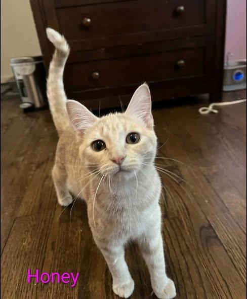 Enlarge Honey, a Adoptable Tabby in Westland, MI image 2/4