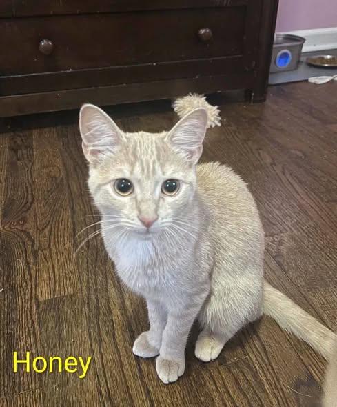 Enlarge Honey, a Adoptable Tabby in Westland, MI image 4/4