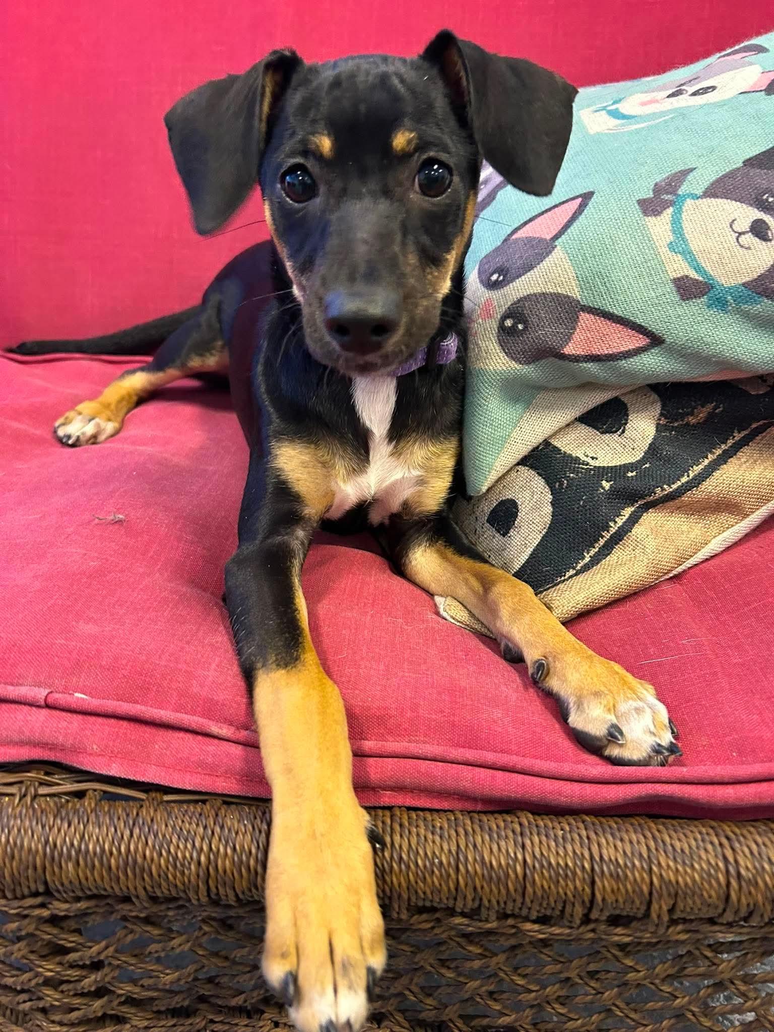 Sunny, Adoptable, Young Female Chihuahua.