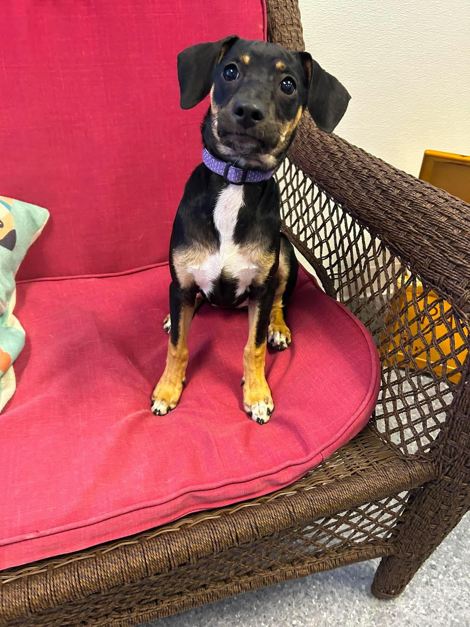 Enlarge Sunny, a Adoptable Chihuahua in Steeleville, IL image 2/3