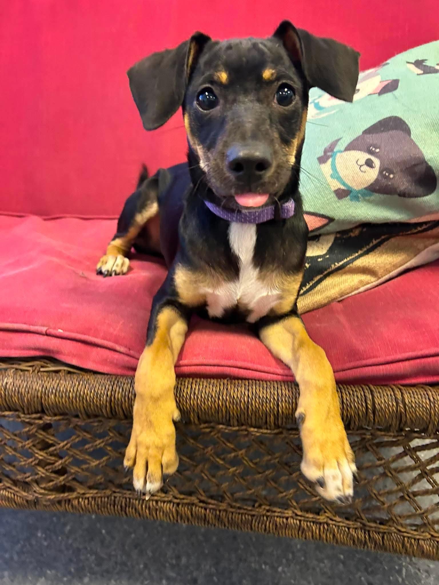 Enlarge Sunny, a Adoptable Chihuahua in Steeleville, IL image 3/3