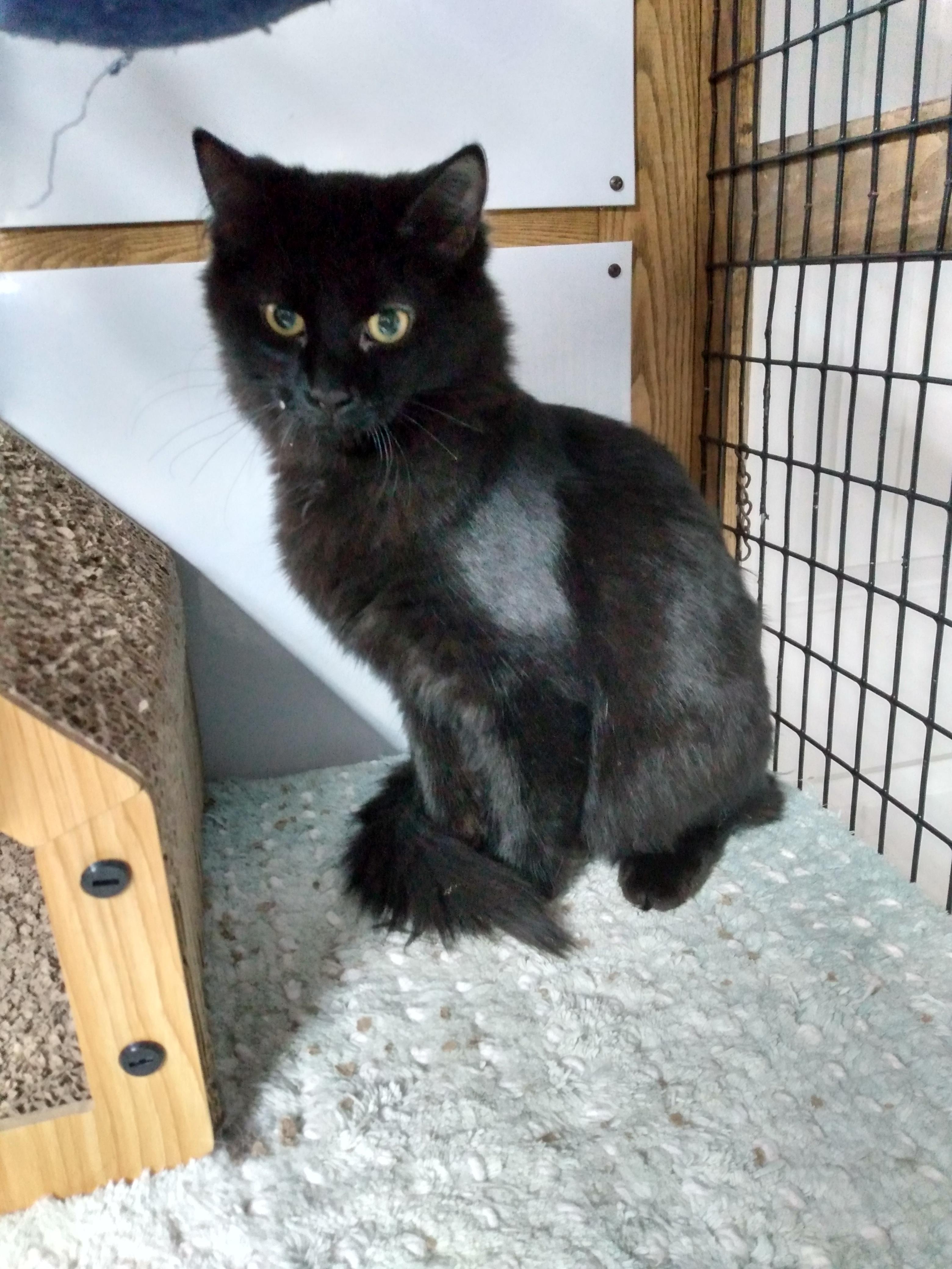 Enlarge Spooky, a Adoptable Domestic Medium Hair in Manchester, MI image 1/1