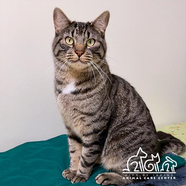 Enlarge FINN, a Adoptable Domestic Short Hair in Irvine, CA image 1/1