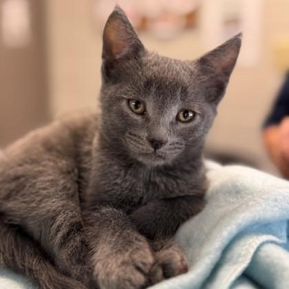Lots of Kittens! Domestic Short Hair Cat