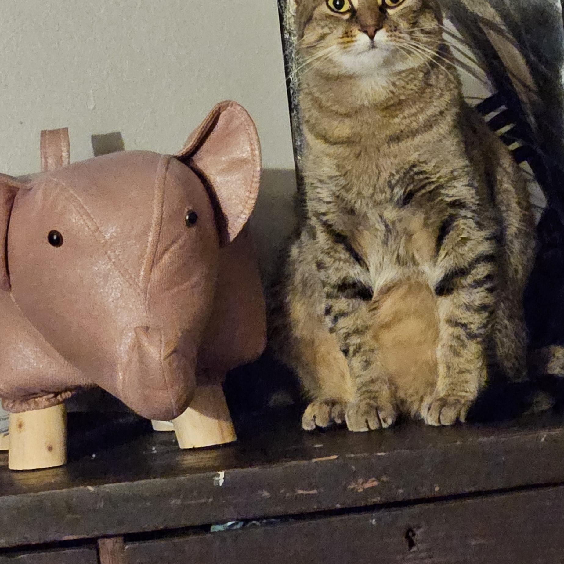Bert, a Adoptable Tabby in Nashville, TN image 2/4