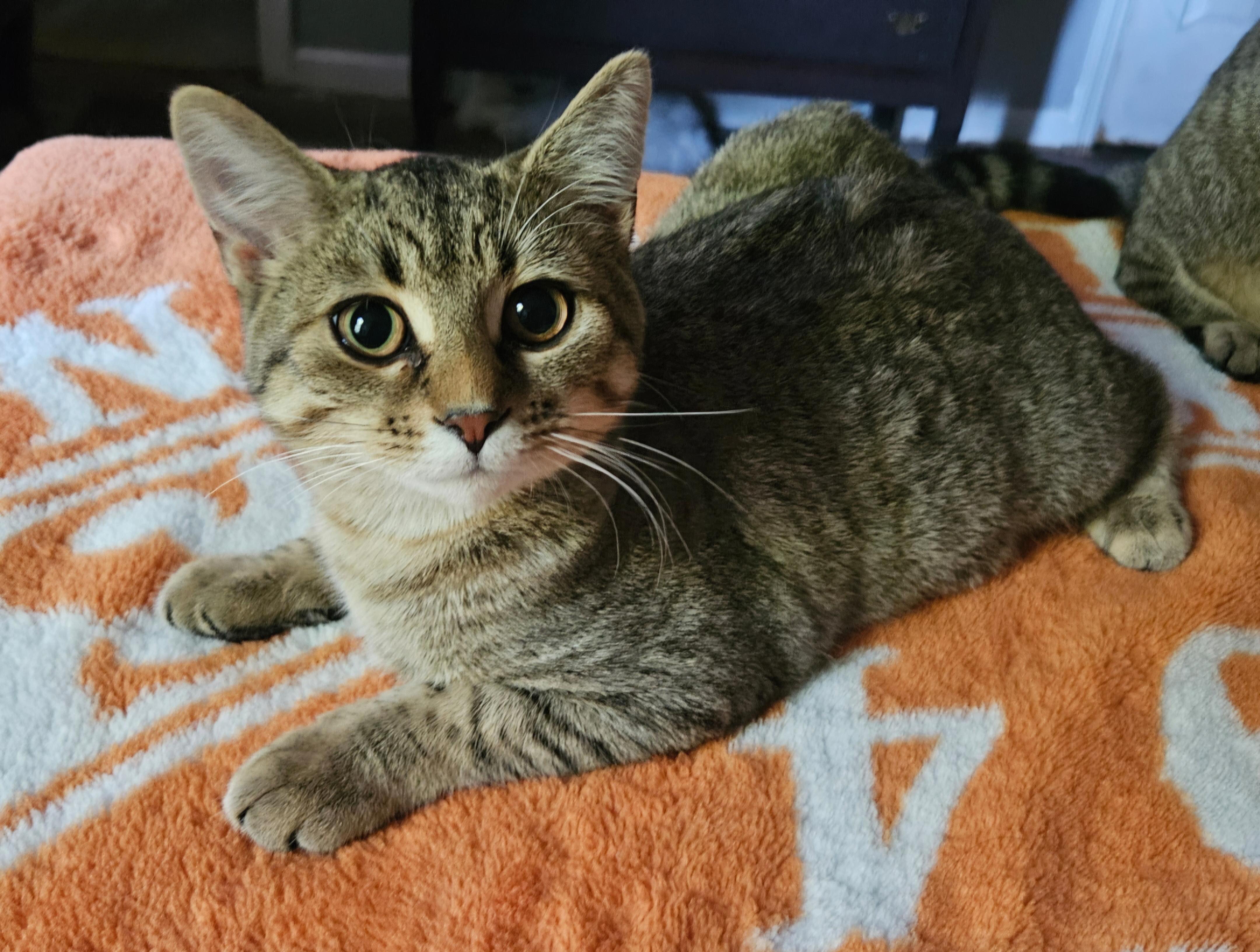 Bert, a Adoptable Tabby in Nashville, TN image 4/4