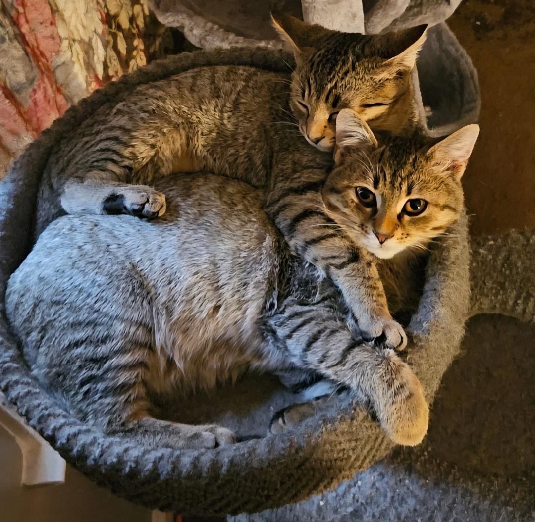 Bert, a Adoptable Tabby in Nashville, TN image 1/4