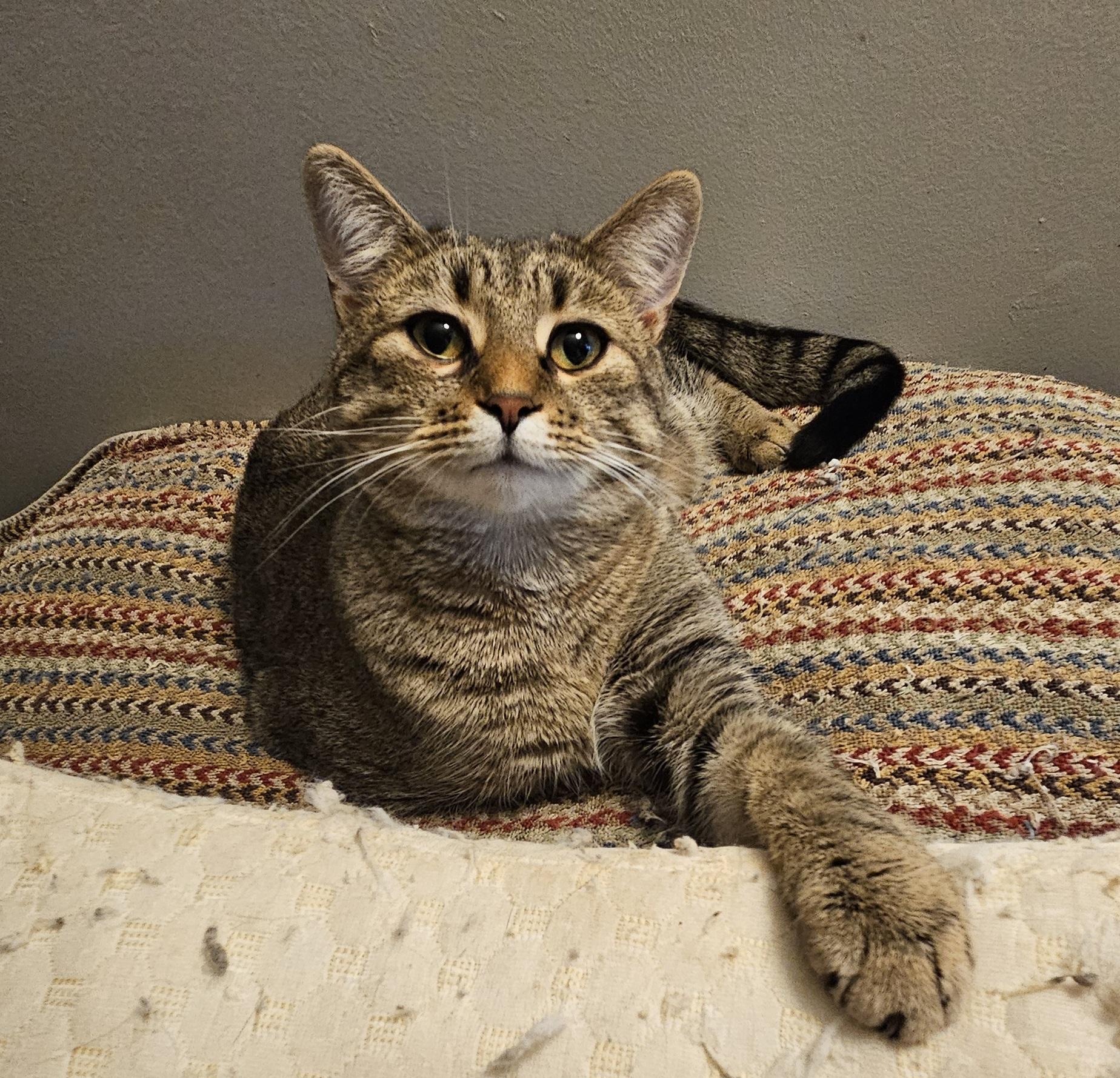Bert, a Adoptable Tabby in Nashville, TN image 3/4