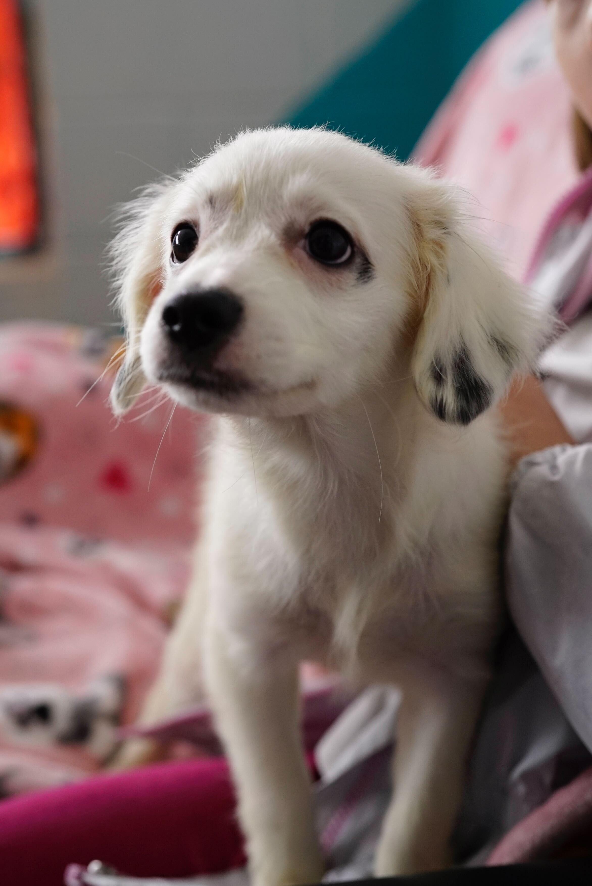 Rob, ADOPTABLE, Puppy Male Spaniel & Pomeranian.