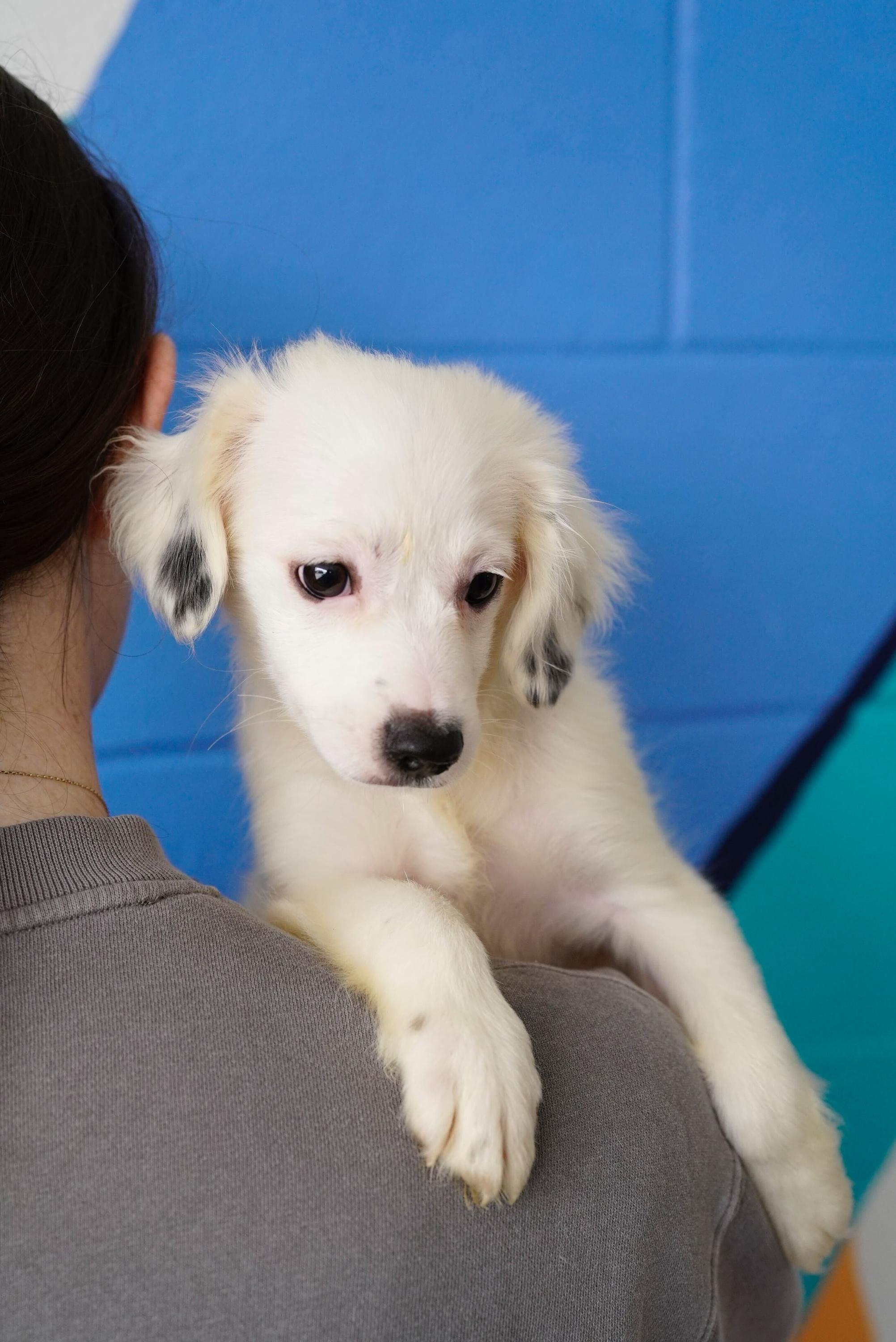 Enlarge Rob, a ADOPTABLE mixed breed in Pasadena, CA image 3/4