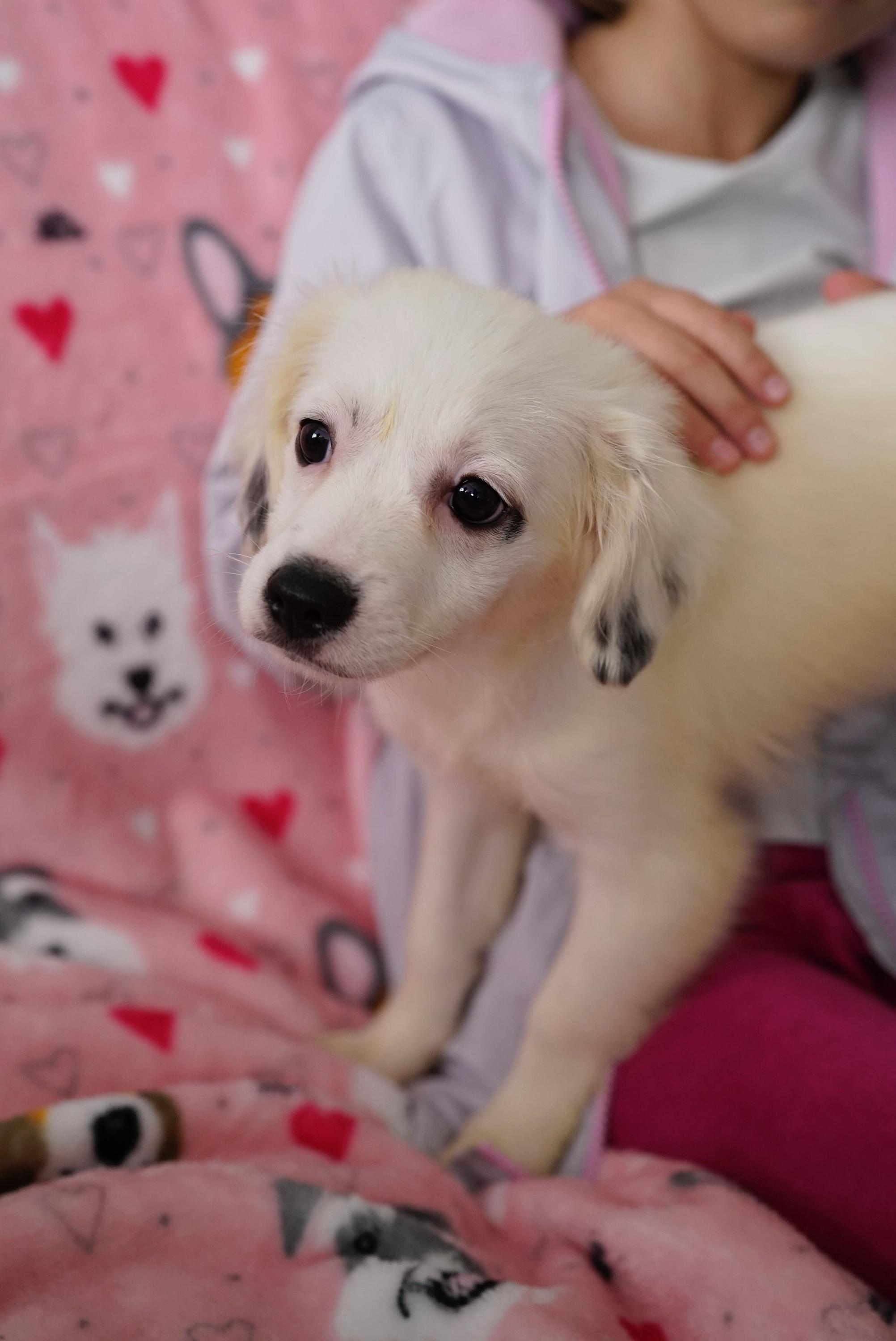 Enlarge Rob, a ADOPTABLE mixed breed in Pasadena, CA image 2/4