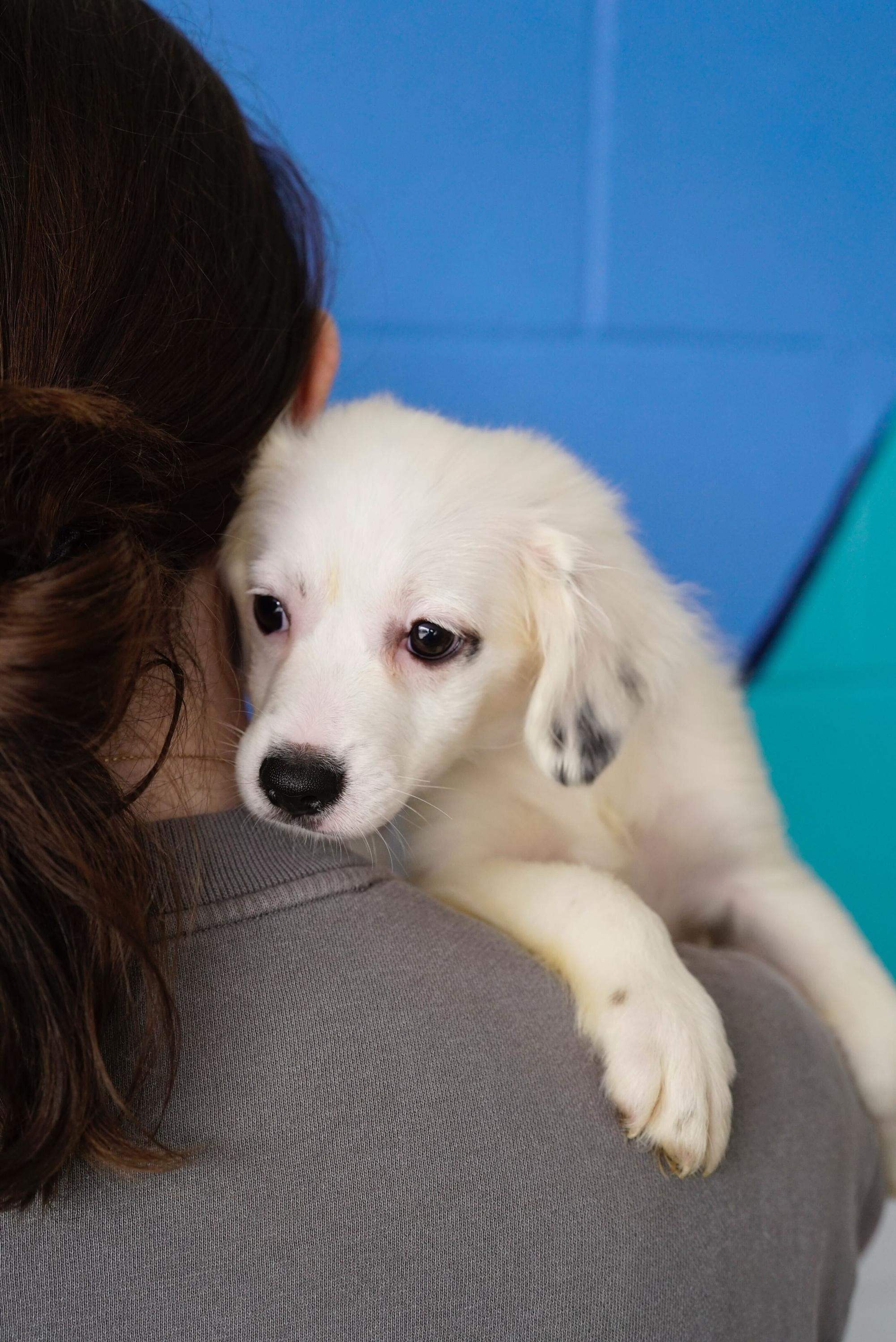 Enlarge Rob, a ADOPTABLE mixed breed in Pasadena, CA image 4/4