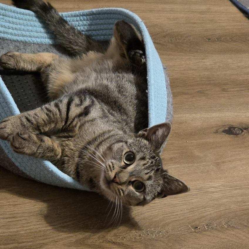 Enlarge Percy, a Adoptable Domestic Short Hair in Harrisonburg, VA image 1/6