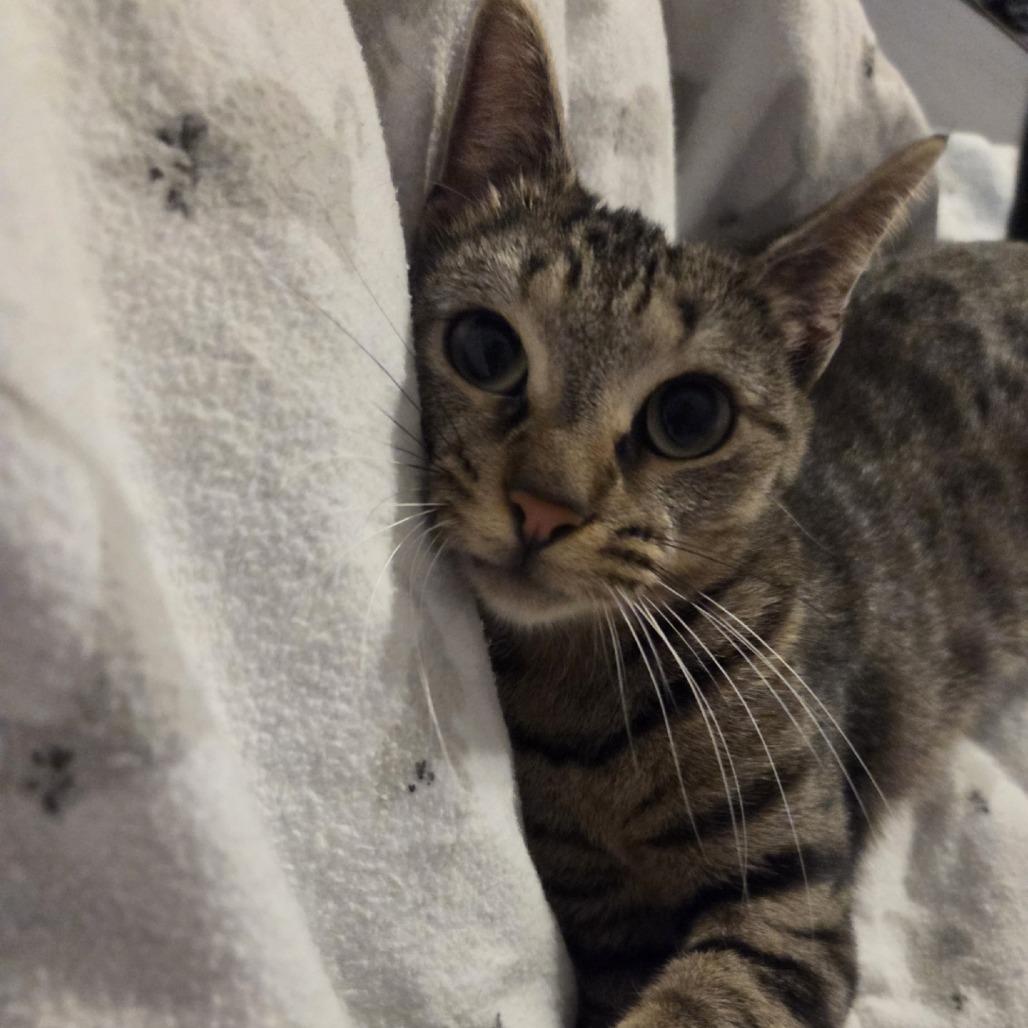 Percy, Adoptable, Young Female Domestic Short Hair.