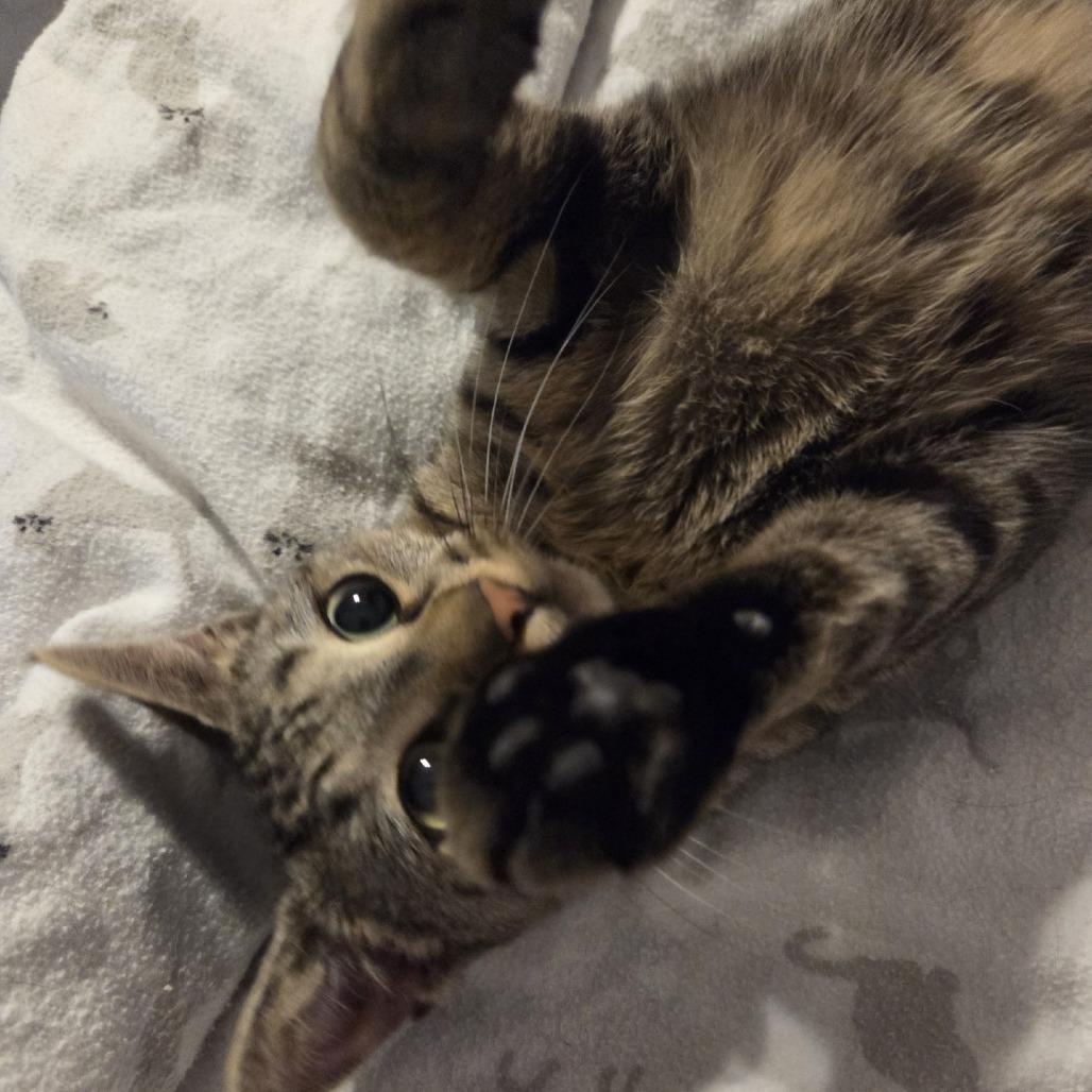 Enlarge Percy, a Adoptable Domestic Short Hair in Harrisonburg, VA image 2/6