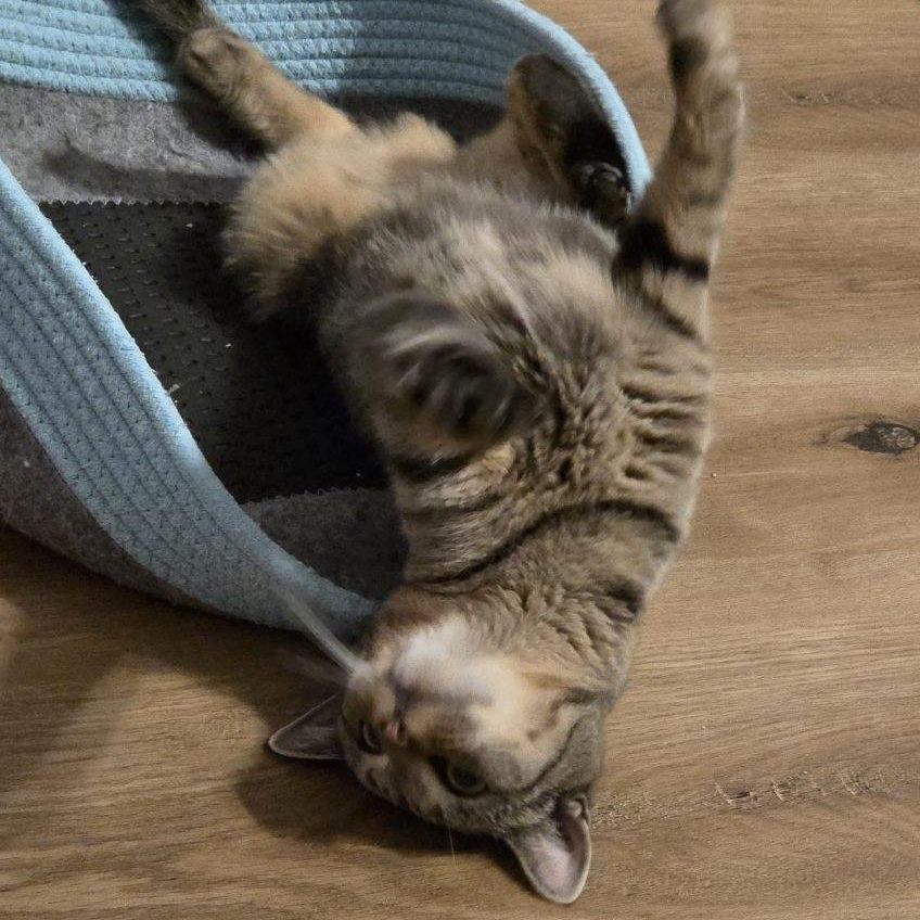 Enlarge Percy, a Adoptable Domestic Short Hair in Harrisonburg, VA image 3/6