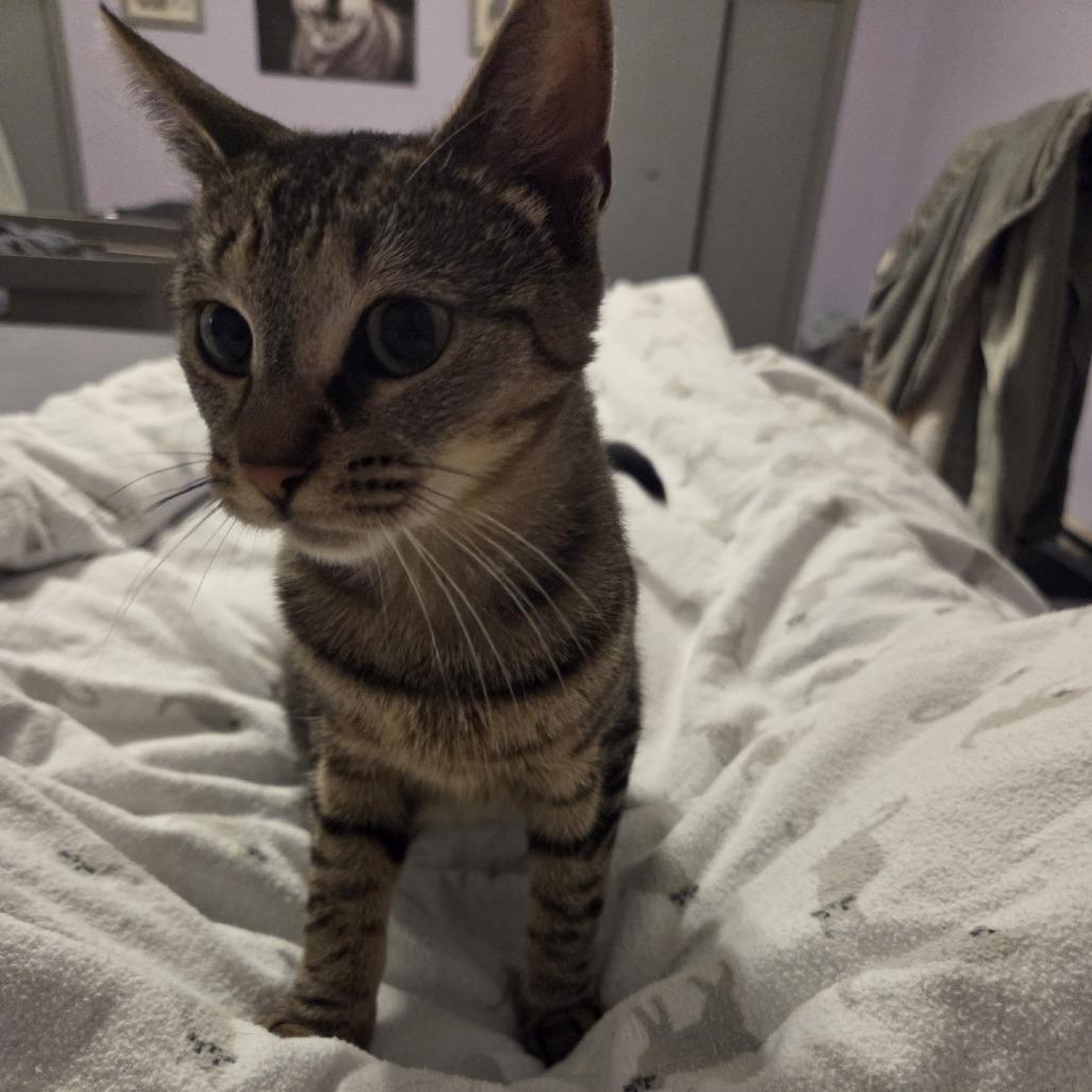 Enlarge Percy, a Adoptable Domestic Short Hair in Harrisonburg, VA image 4/6