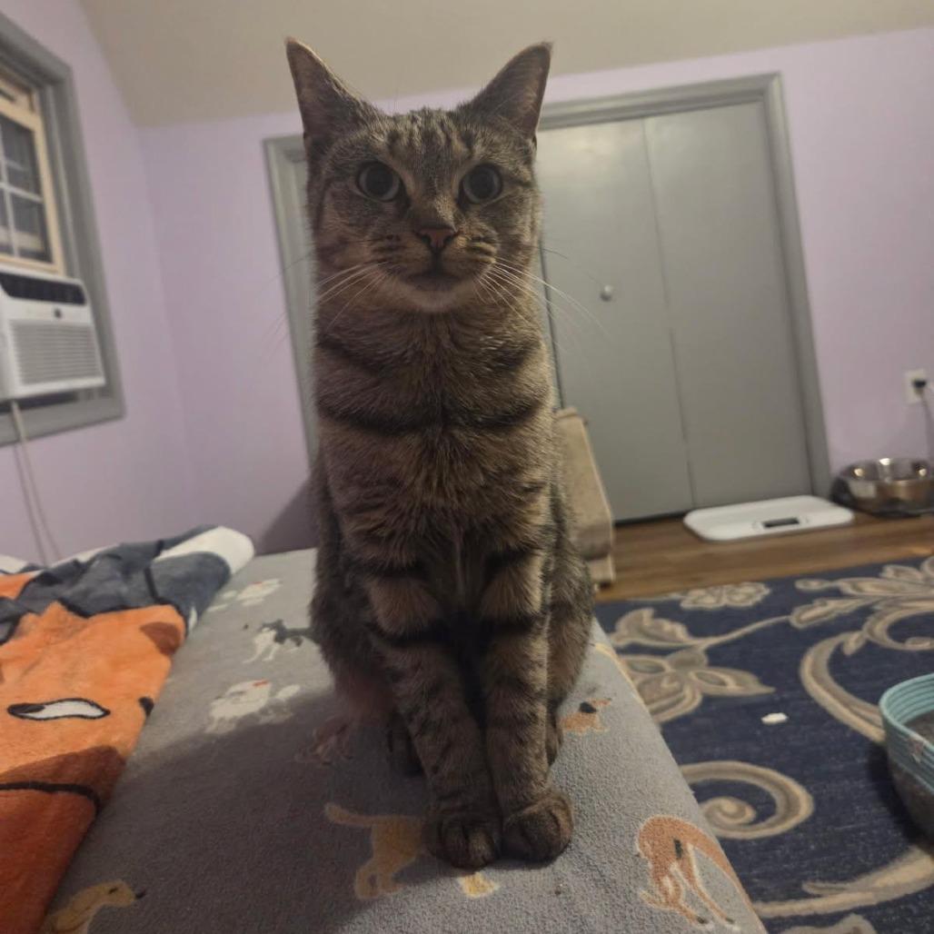 Enlarge Percy, a Adoptable Domestic Short Hair in Harrisonburg, VA image 6/6