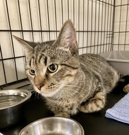 Sinbad — thumbnail 2