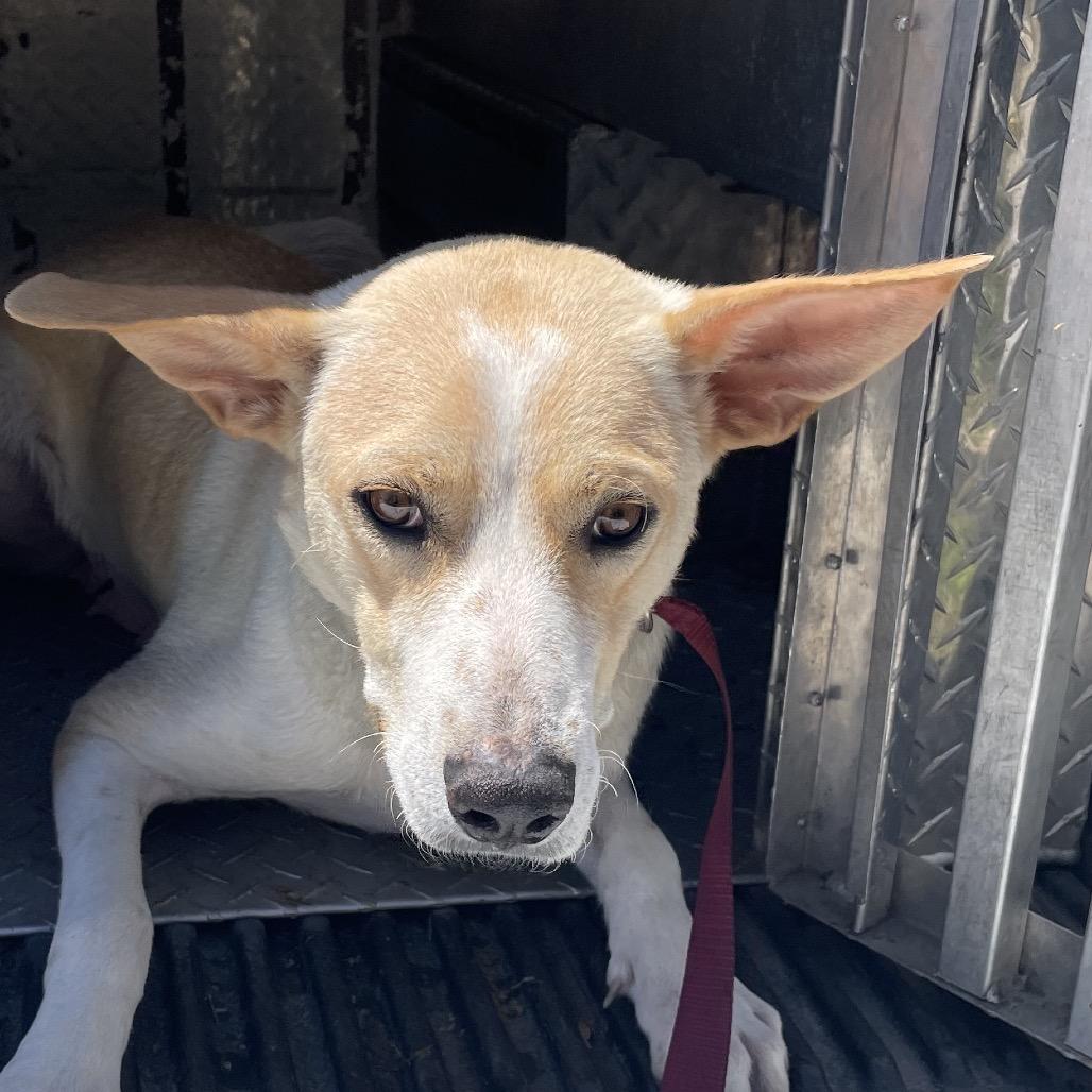 Enlarge Ari, a Adoptable Mixed Breed in Green Forest, AR image 1/1