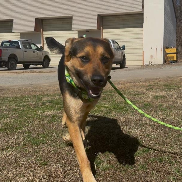 Ravioli, a ADOPTABLE mixed breed in Marion, NC image 1/4