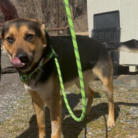 Ravioli, a ADOPTABLE mixed breed in Marion, NC image 4/4