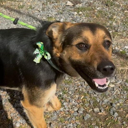 Ravioli, a ADOPTABLE mixed breed in Marion, NC image 3/4