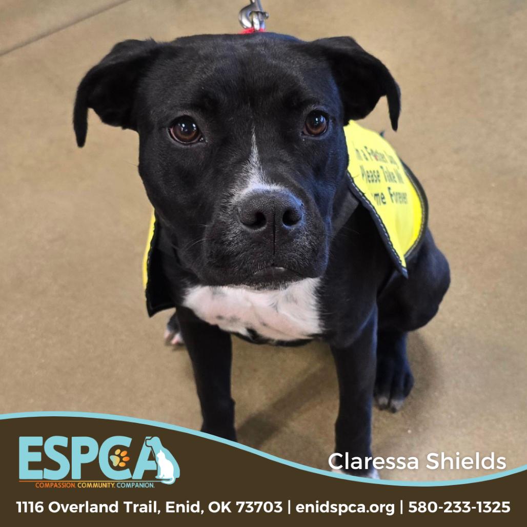 Enlarge Claressa Shields, a Adoptable mixed breed in Enid, OK image 1/6