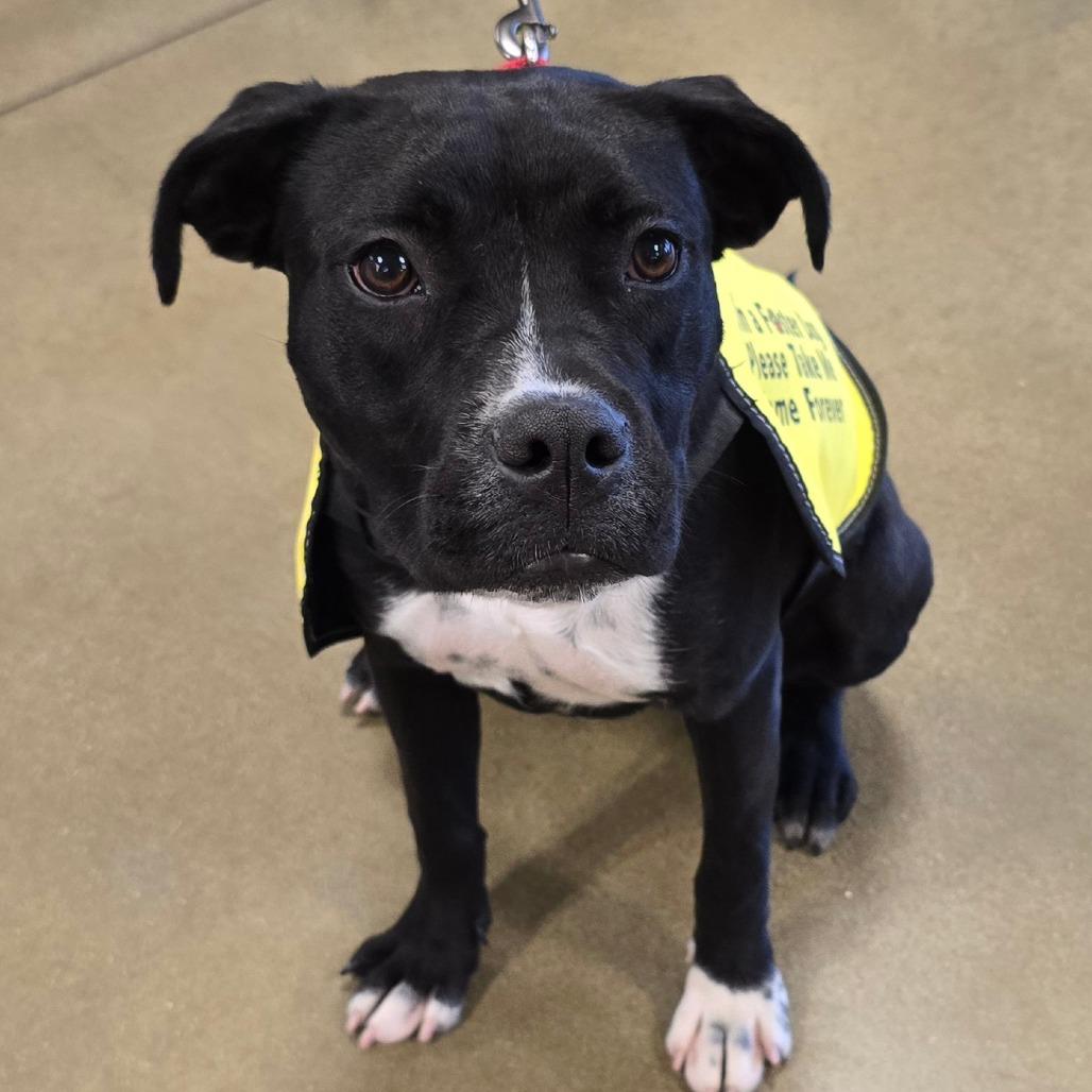 Claressa Shields, a Adoptable mixed breed in Enid, OK image 2/5