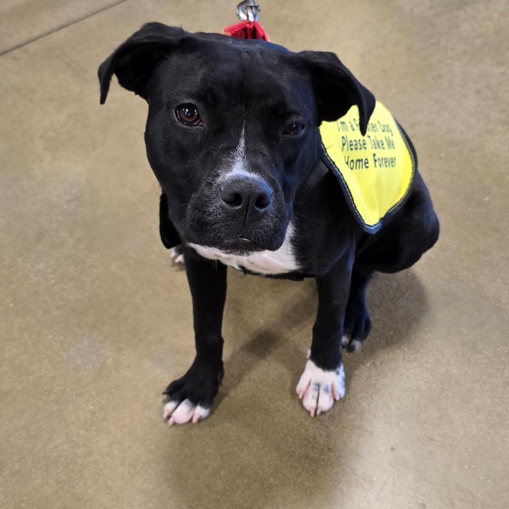 Enlarge Claressa Shields, a Adoptable mixed breed in Enid, OK image 4/6