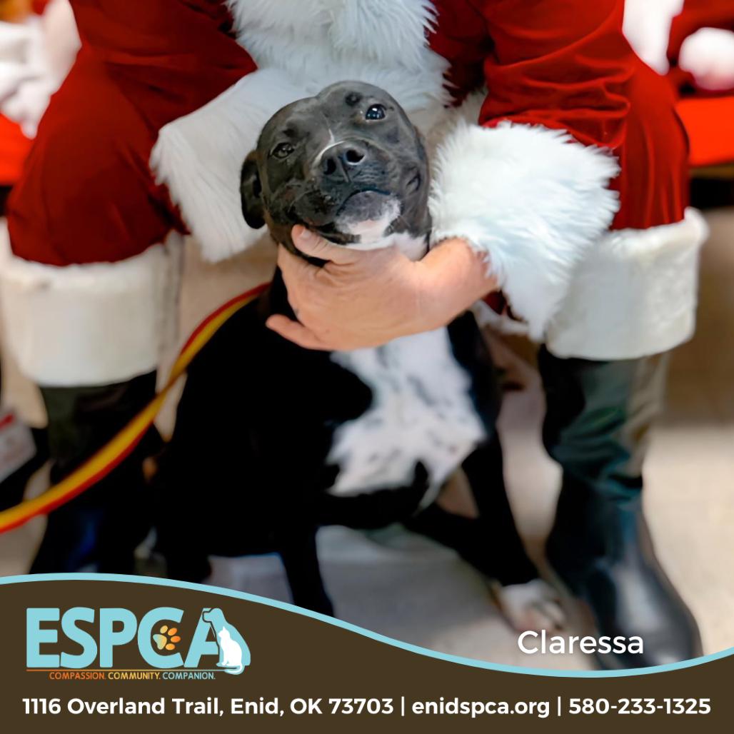 Enlarge Claressa Shields, a Adoptable mixed breed in Enid, OK image 4/6
