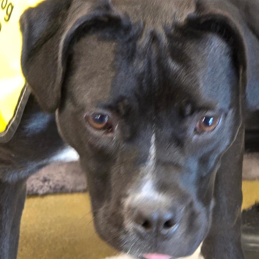 Claressa Shields, a Adoptable mixed breed in Enid, OK image 4/5