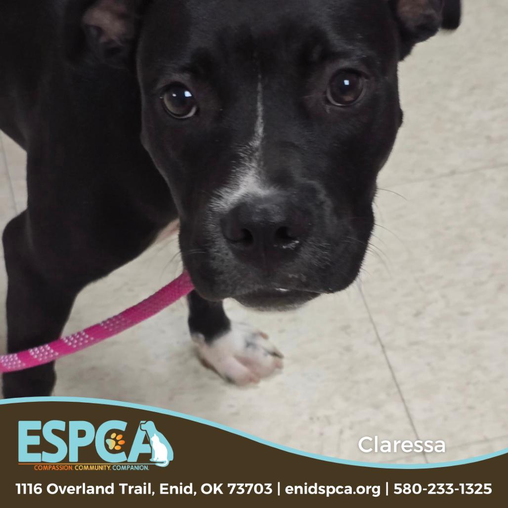 Claressa Shields, a Adoptable mixed breed in Enid, OK image 5/5