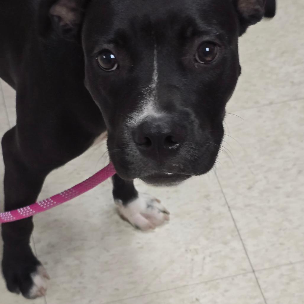 Enlarge Claressa Shields, a Adoptable mixed breed in Enid, OK image 5/6