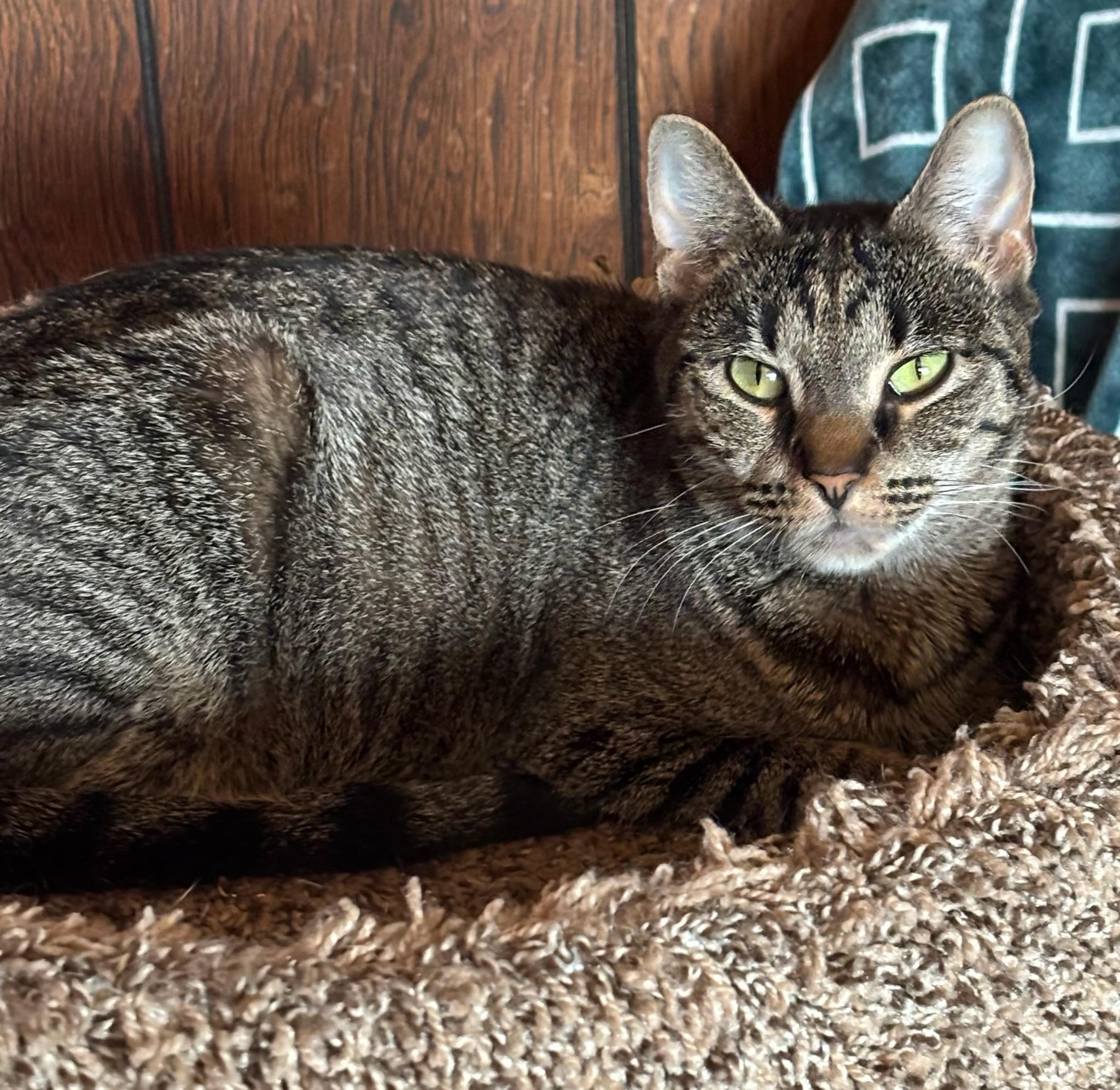 Giselle, Adoptable, Adult Female Domestic Short Hair.