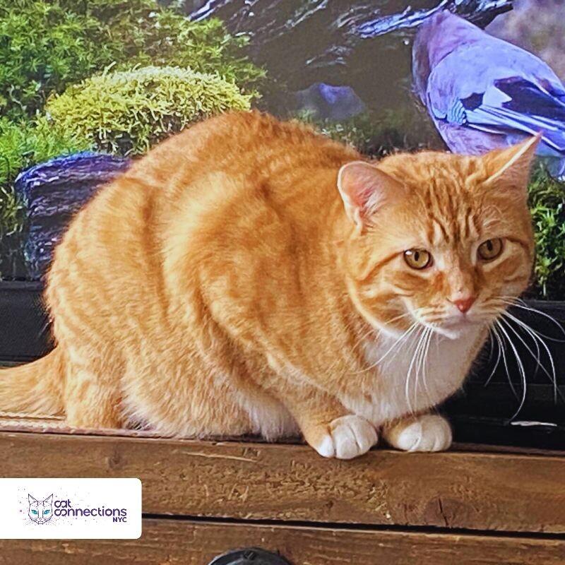 Simba, Adoptable, Adult Male Domestic Short Hair.